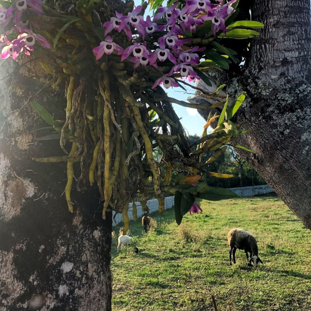 sítio grangeiro 2.0